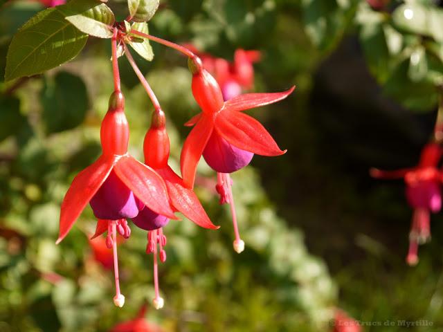 ROSE - Projet Photo 52 (semaine #43)