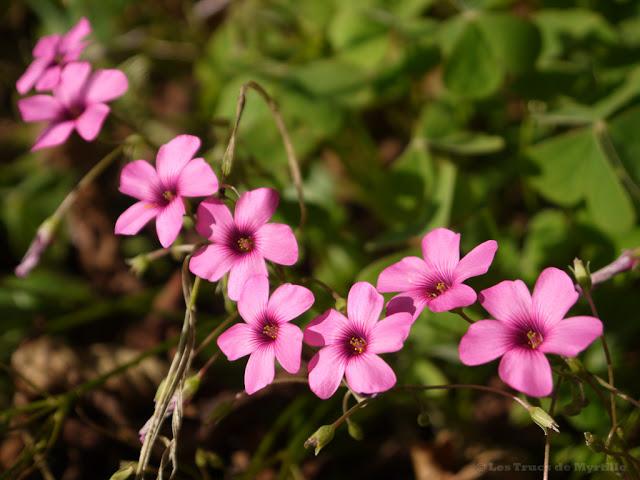 ROSE - Projet Photo 52 (semaine #43)