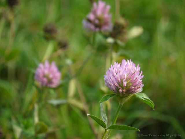 ROSE - Projet Photo 52 (semaine #43)