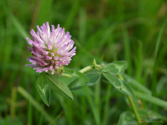 ROSE - Projet Photo 52 (semaine #43)