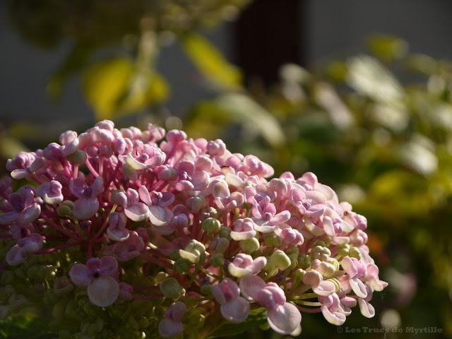 ROSE - Projet Photo 52 (semaine #43)