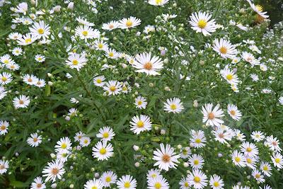 Un aprés midi de fin d' été....
