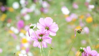 Un aprés midi de fin d' été....
