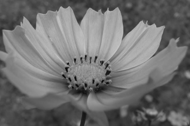 Un aprés midi de fin d' été....