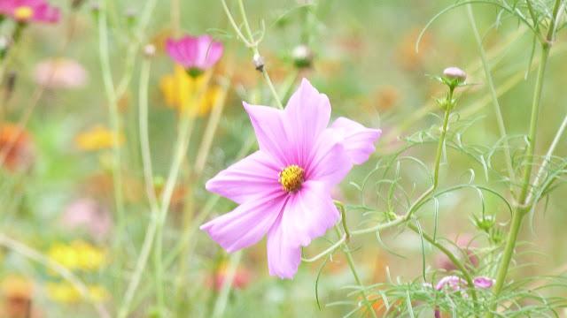Un aprés midi de fin d' été....