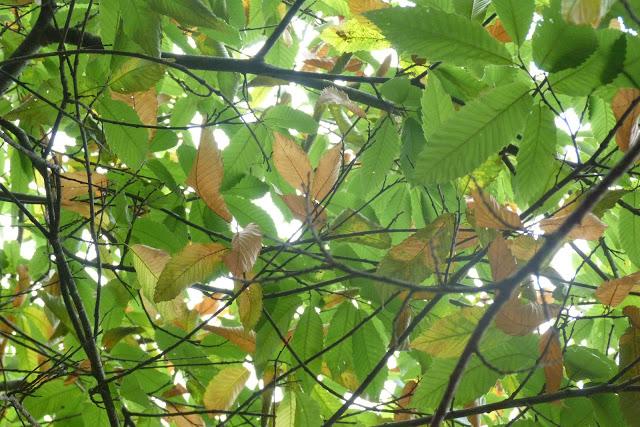 Un aprés midi de fin d' été....