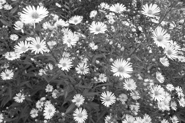 Un aprés midi de fin d' été....