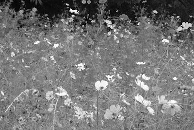 Un aprés midi de fin d' été....
