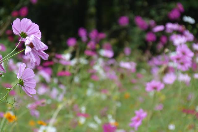 Un aprés midi de fin d' été....