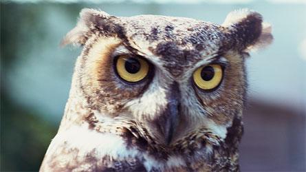 Payés pour se déguiser en hibou en la regardant dormir