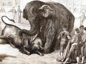 corrida pachydermique pays Ibères