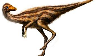 Ornithomimus