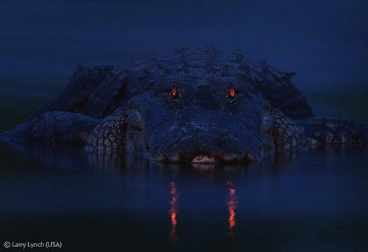 Dans le cadre de la Wildlife Photographer Larry Lynch a présenté ce cliché : un alligator dans un parc en Floride.
Source : Larry Lynch
