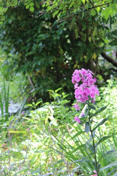 giverny,claude monet,normandie,jardin d'eau,fleurs,nymphéas,pont japonais