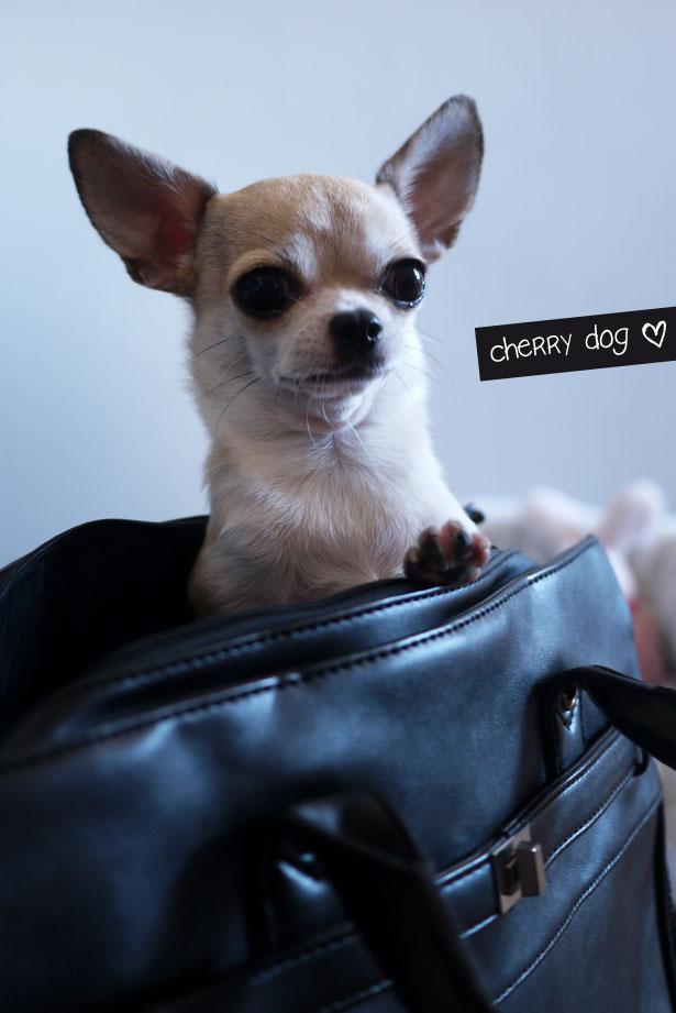 Des sacs de transport pour chiens, très Madame !