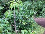 Daphniphyllum macropodum