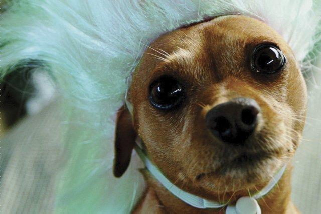 Are You Crazy About Your Dog or Are... (Photo fournie par l'éditeur)