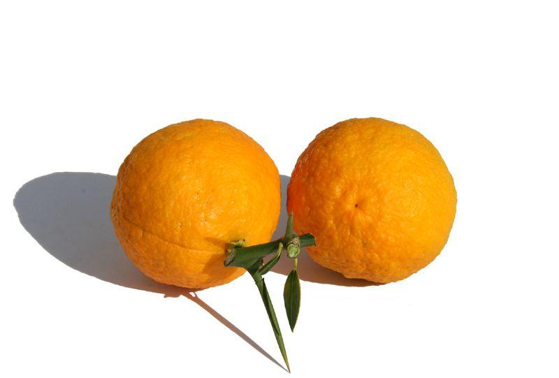Tahizu citrus x otaiti