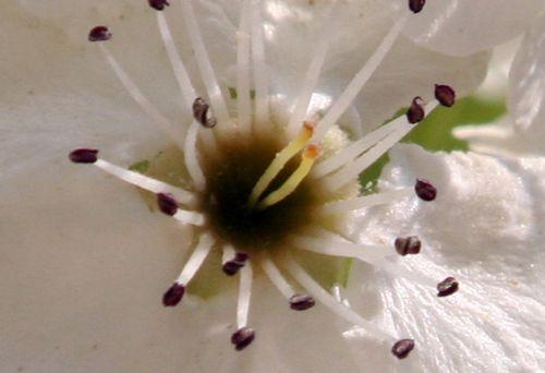 f pyrus calleryana fl coeur paris 6 avril 126.jpg