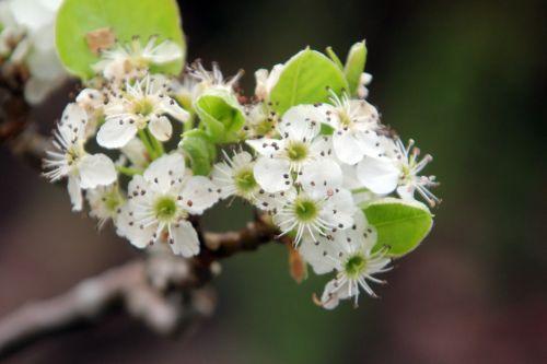 c pyrus calleryana gb 9 avril 2012 019 (4).jpg