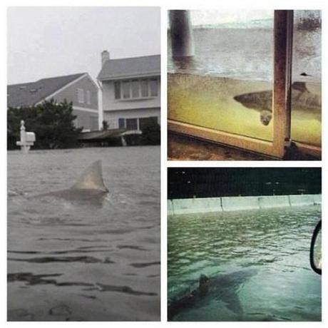 INTERNET : Hurricane Sandy, fake or not !?
