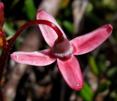 Le Nacré de la Canneberge, le Comaret et la Canneberge