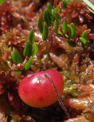 Le Nacré de la Canneberge, le Comaret et la Canneberge