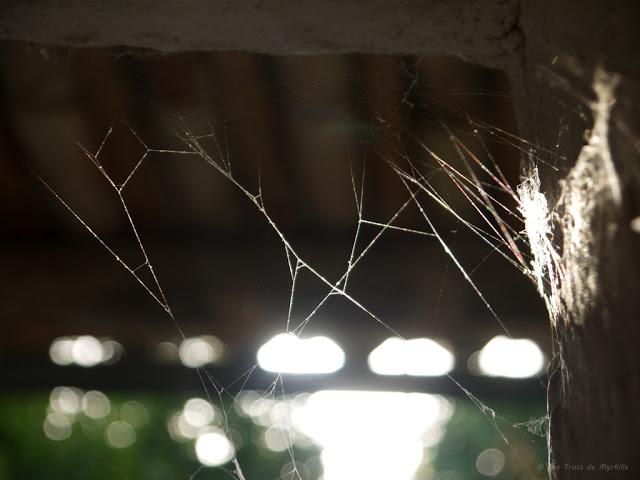 Fonds d'écran - Novembre 2012 (avec et sans calendrier)