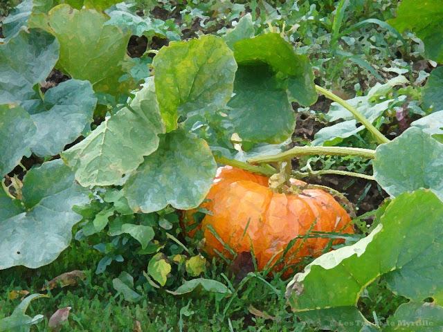 Fonds d'écran - Novembre 2012 (avec et sans calendrier)