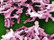 INFECTIONS NOSOCOMIALES: cocktail bactéries naturelles pour tuer difficile PLoS Pathogens