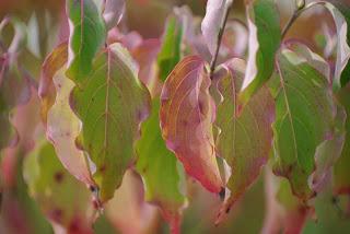 L'article top du mois