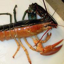 Un homard échappe à la casserole grâce à ses couleurs d'Halloween