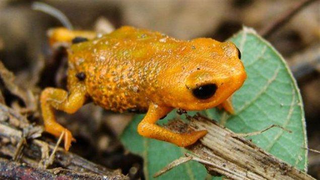 Une grenouille à trois doigts