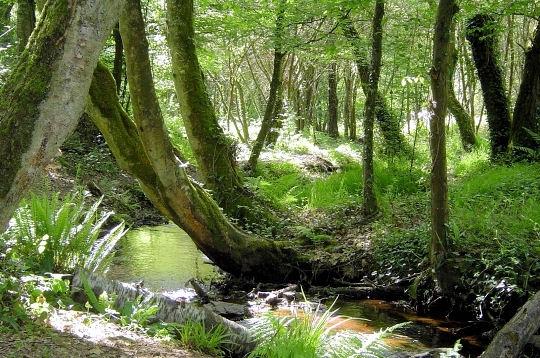 Les forêts les plus extraordinaires du monde