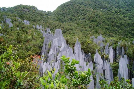 Les forêts les plus extraordinaires du monde