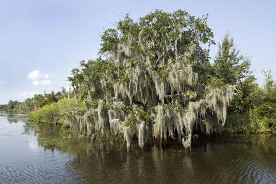 Les forêts les plus extraordinaires du monde