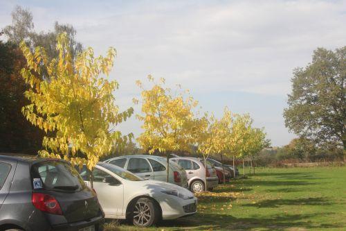 2 acer plat palmatifidum gb 21 oct 2012 024.jpg