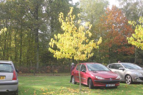 3 acer plat palmatifidum gb 21 oct 2012 009.jpg