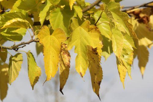 acer plat palmatifidum gb 21 oct 2012 003 (4).jpg