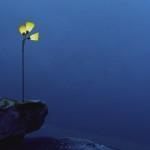 La Lumière au pays des fjords par Rune Guneriussen !