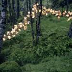 La Lumière au pays des fjords par Rune Guneriussen !