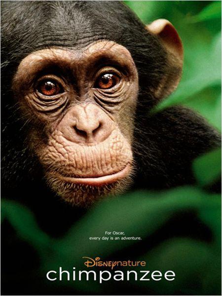 Disneynature – Chimpanzés : bande annonce et l’affiche du film !