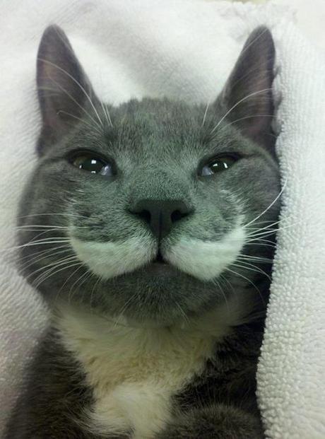 And if you're really courageous, the kitty cat 'stache. 