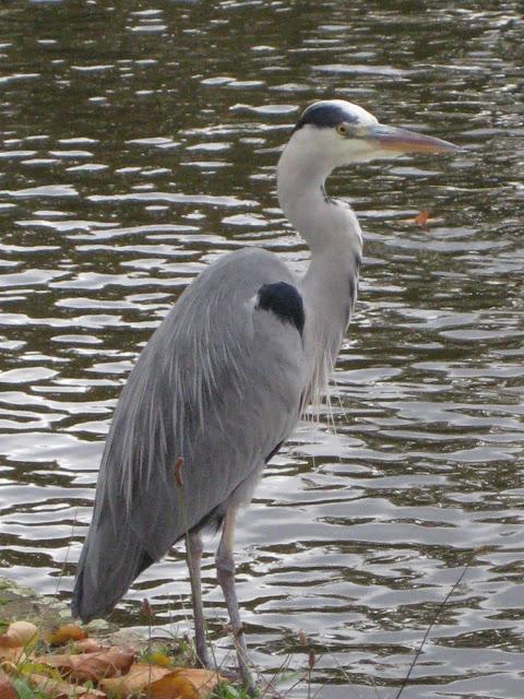 Delft : autres canaux dans les brumes du Nord