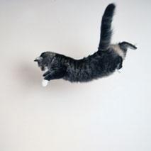 Polémique: le «lancer de chats»