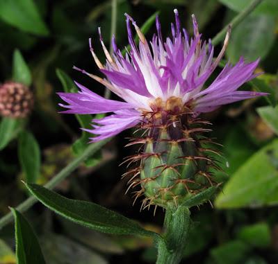 Centaurea calcitrapa (Centaurée chausse-trape)