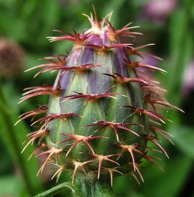 Centaurea calcitrapa (Centaurée chausse-trape)