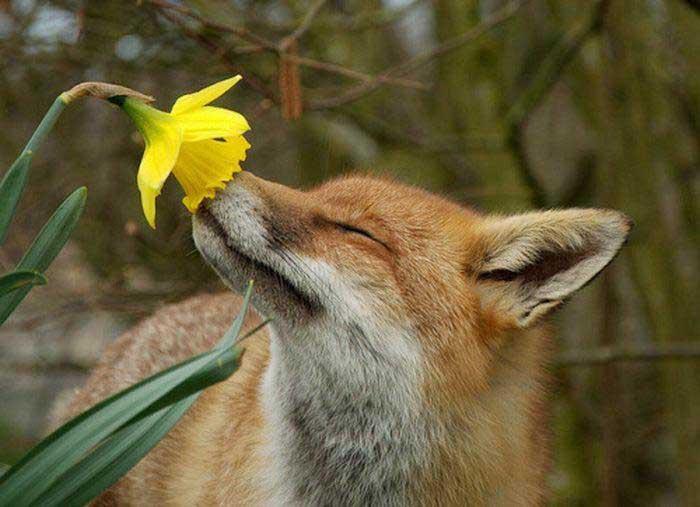 Un renard sent une fleur