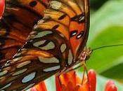 bonheur, joie béatitude