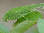 Variation tout vert, point c'est